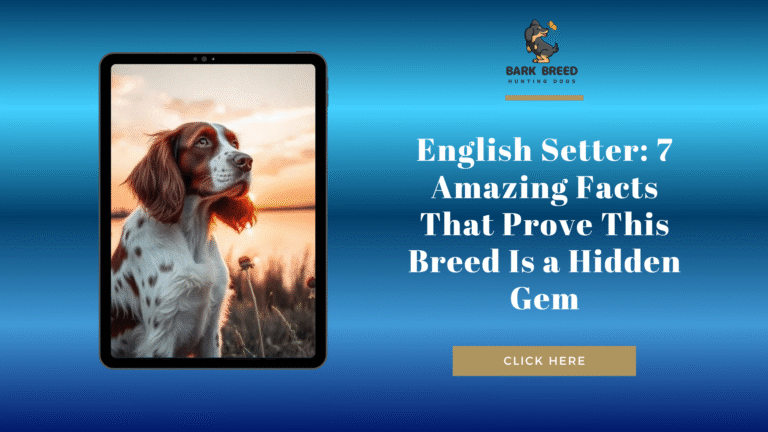 English Setter: 7 Amazing Facts That Prove This Breed Is a Hidden Gem