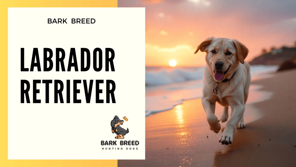 Labrador Retriever – Breed#01