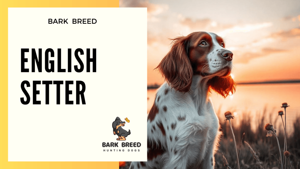 English Setter – Breed#03