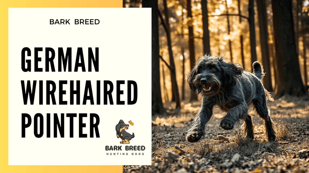 German Wirehaired Pointer – Breed#04