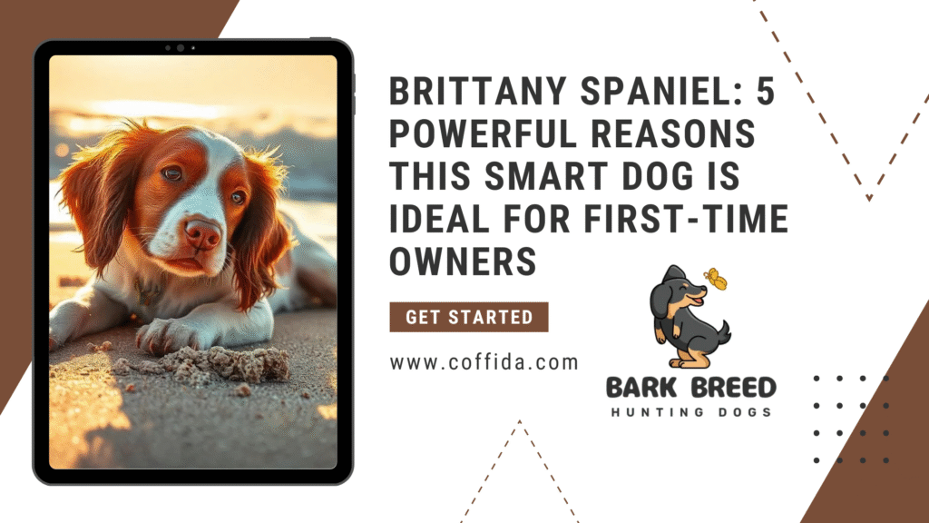 Brittany Spaniel: 5 Powerful Reasons This Smart Dog Is Ideal for First-Time Owners