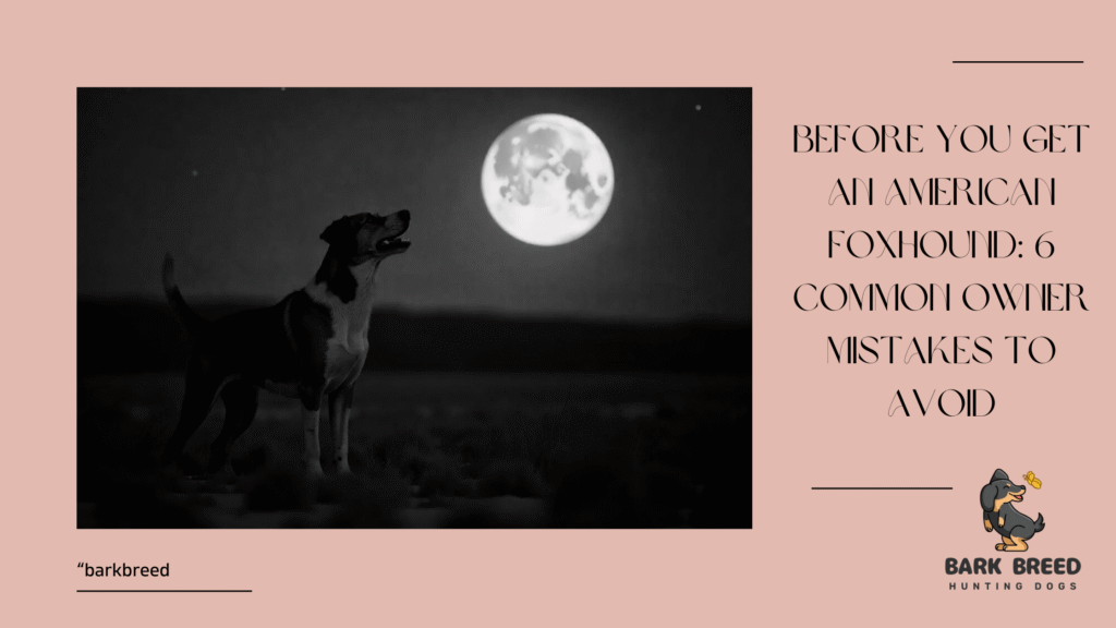Before You Get an American Foxhound: 6 Common Owner Mistakes to Avoid
