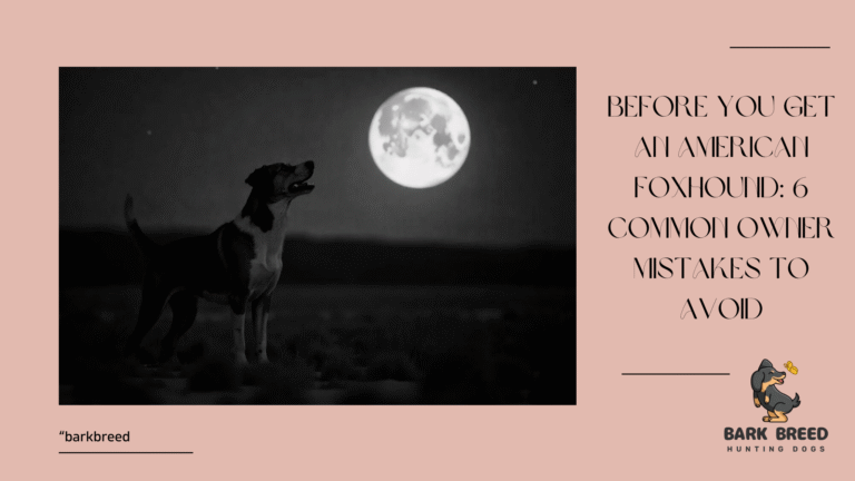 Before You Get an American Foxhound: 6 Common Owner Mistakes to Avoid