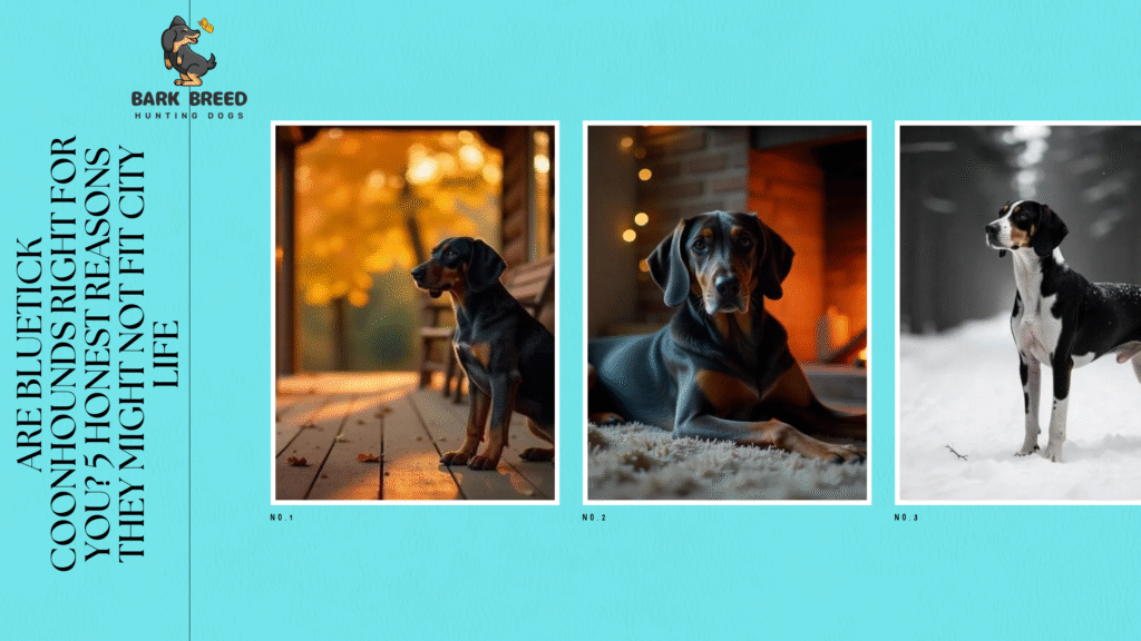 Are Bluetick Coonhounds Right for You? 5 Honest Reasons They Might Not Fit City Life