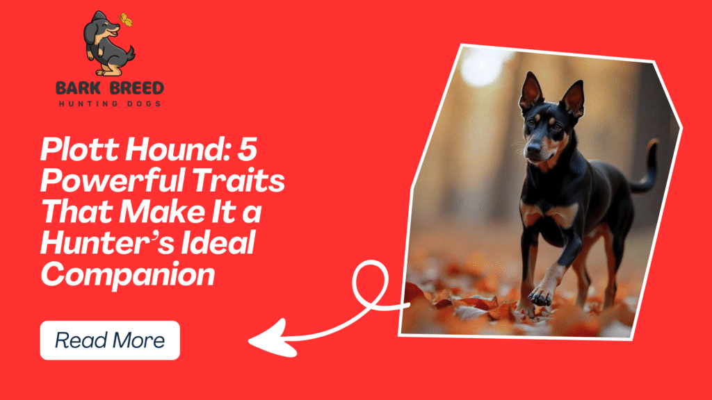 Plott Hound: 5 Powerful Traits That Make It a Hunter’s Ideal Companion