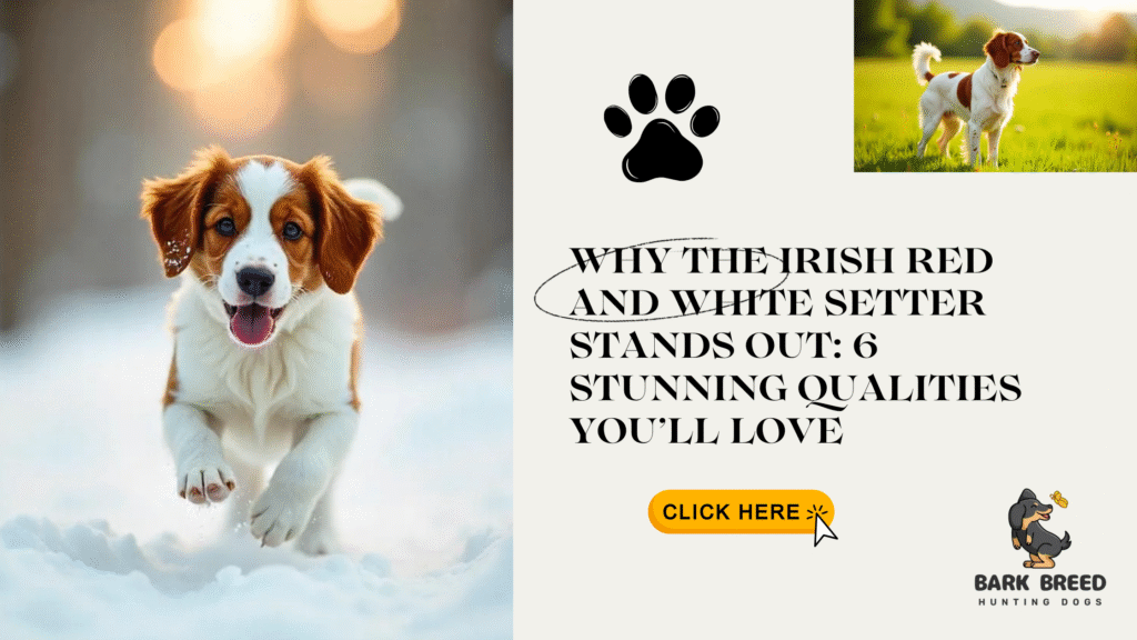 Why the Irish Red and White Setter Stands Out: 6 Stunning Qualities You’ll Love