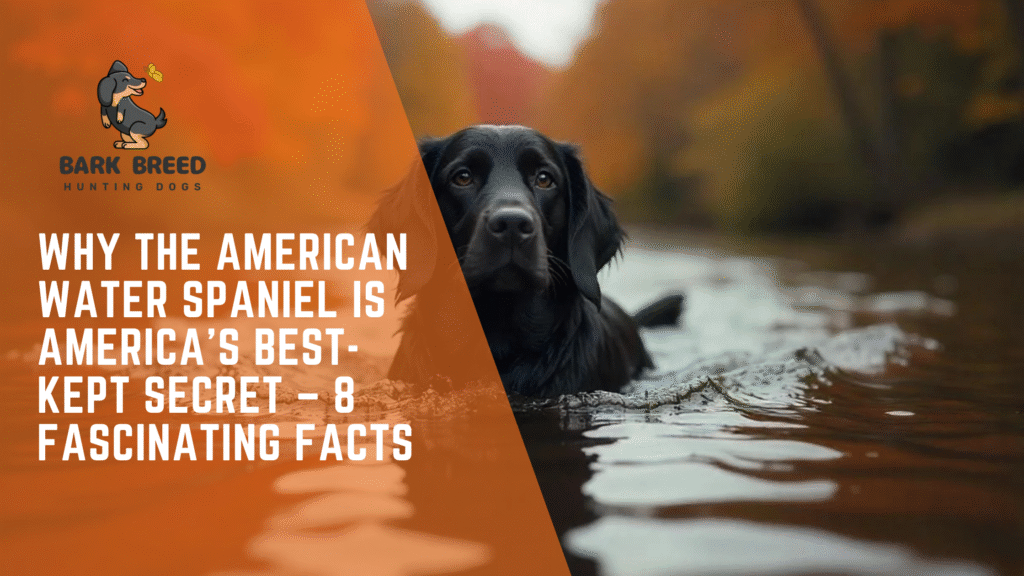Why the American Water Spaniel Is America’s Best-Kept Secret – 8 Fascinating Facts