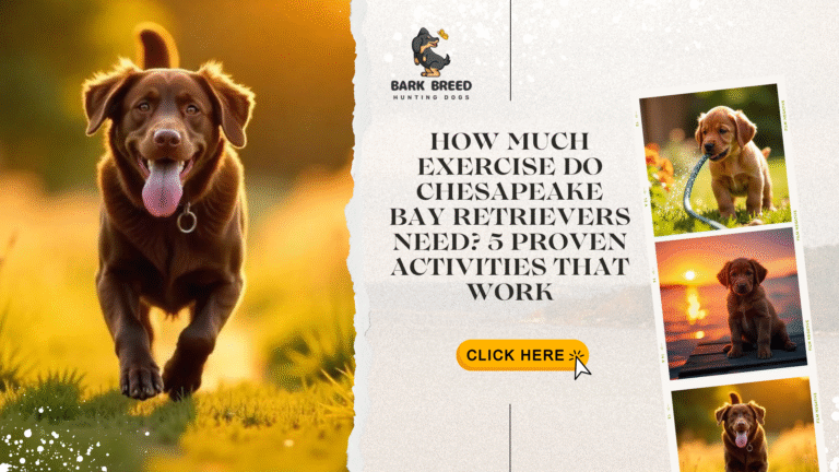 How Much Exercise Do Chesapeake Bay Retrievers Need? 5 Proven Activities That Work