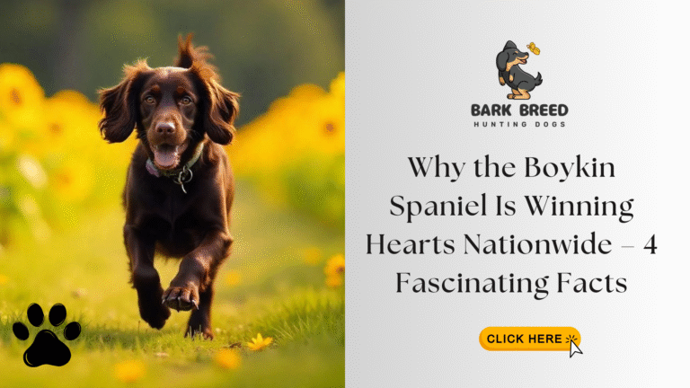 Why the Boykin Spaniel Is Winning Hearts Nationwide – 4 Fascinating Facts