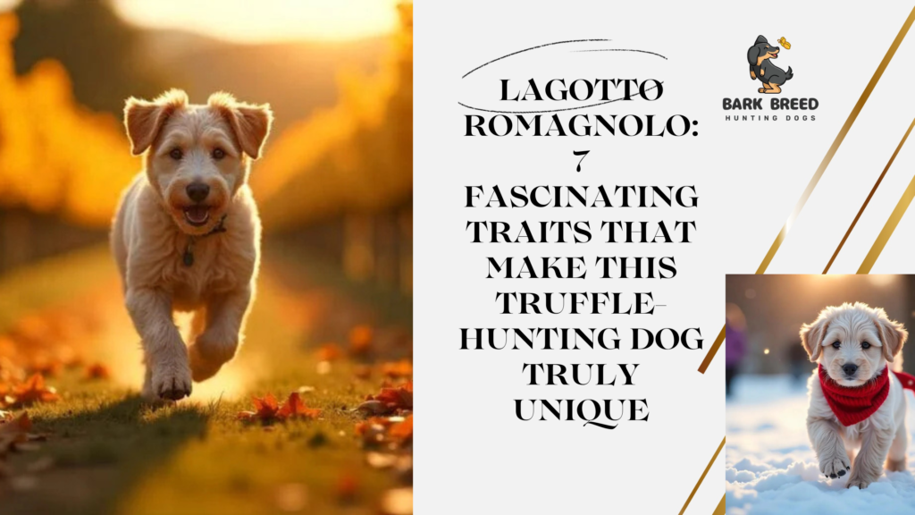 Lagotto Romagnolo: 7 Fascinating Traits That Make This Truffle-Hunting Dog Truly Unique