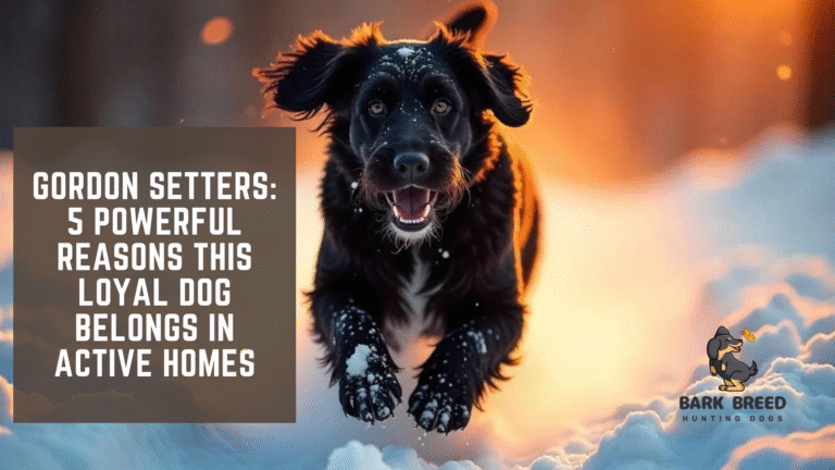 Gordon Setters: 5 Powerful Reasons This Loyal Dog Belongs in Active Homes