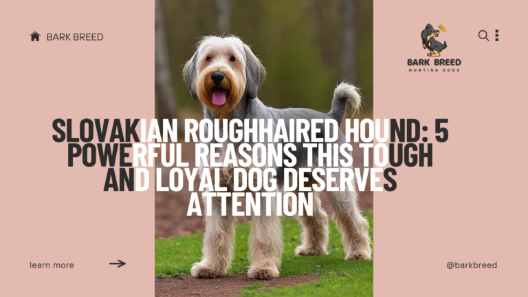 Slovakian Roughhaired Hound: 5 Powerful Reasons This Tough and Loyal Dog Deserves Attention