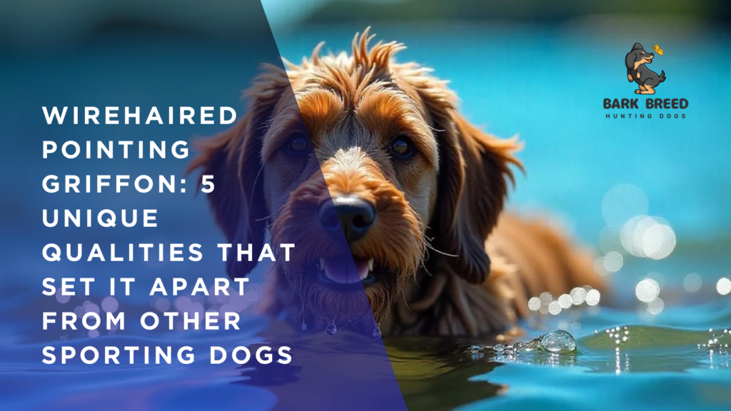 Wirehaired Pointing Griffon: 5 Unique Qualities That Set It Apart from Other Sporting Dogs