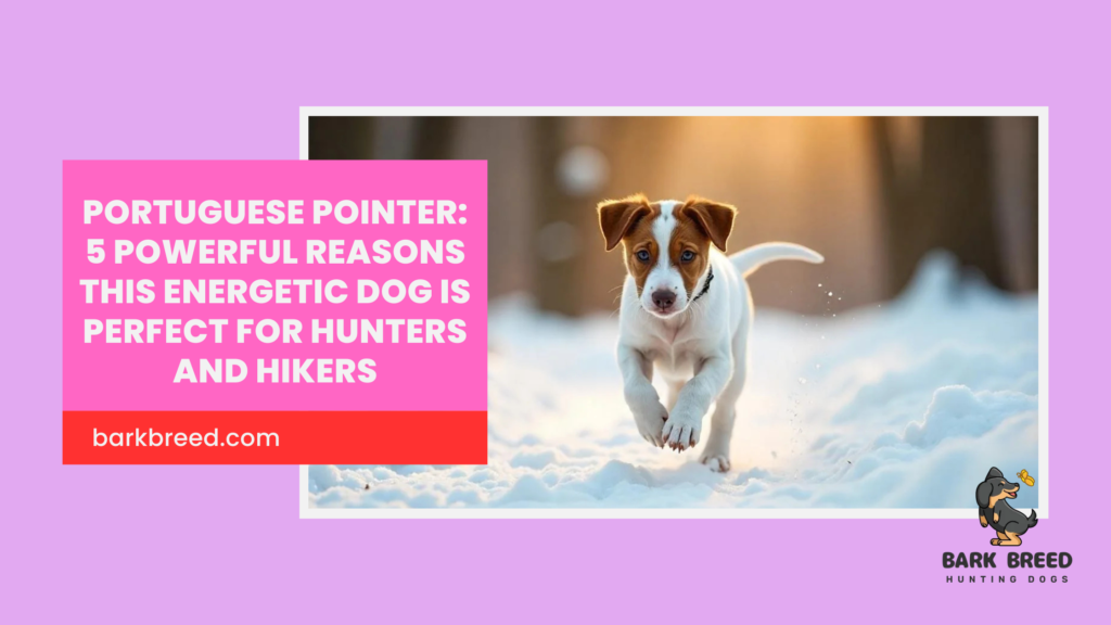 Portuguese Pointer: 5 Powerful Reasons This Energetic Dog Is Perfect for Hunters and Hikers