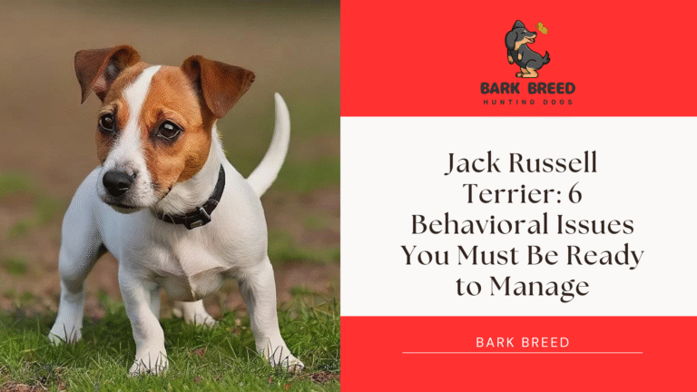 Jack Russell Terrier: 6 Behavioral Issues You Must Be Ready to Manage