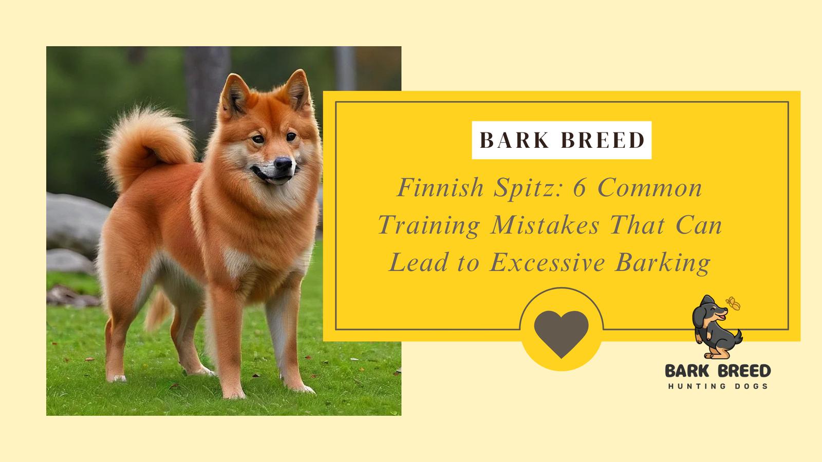 Finnish Spitz: 6 Common Training Mistakes That Can Lead to Excessive Barking