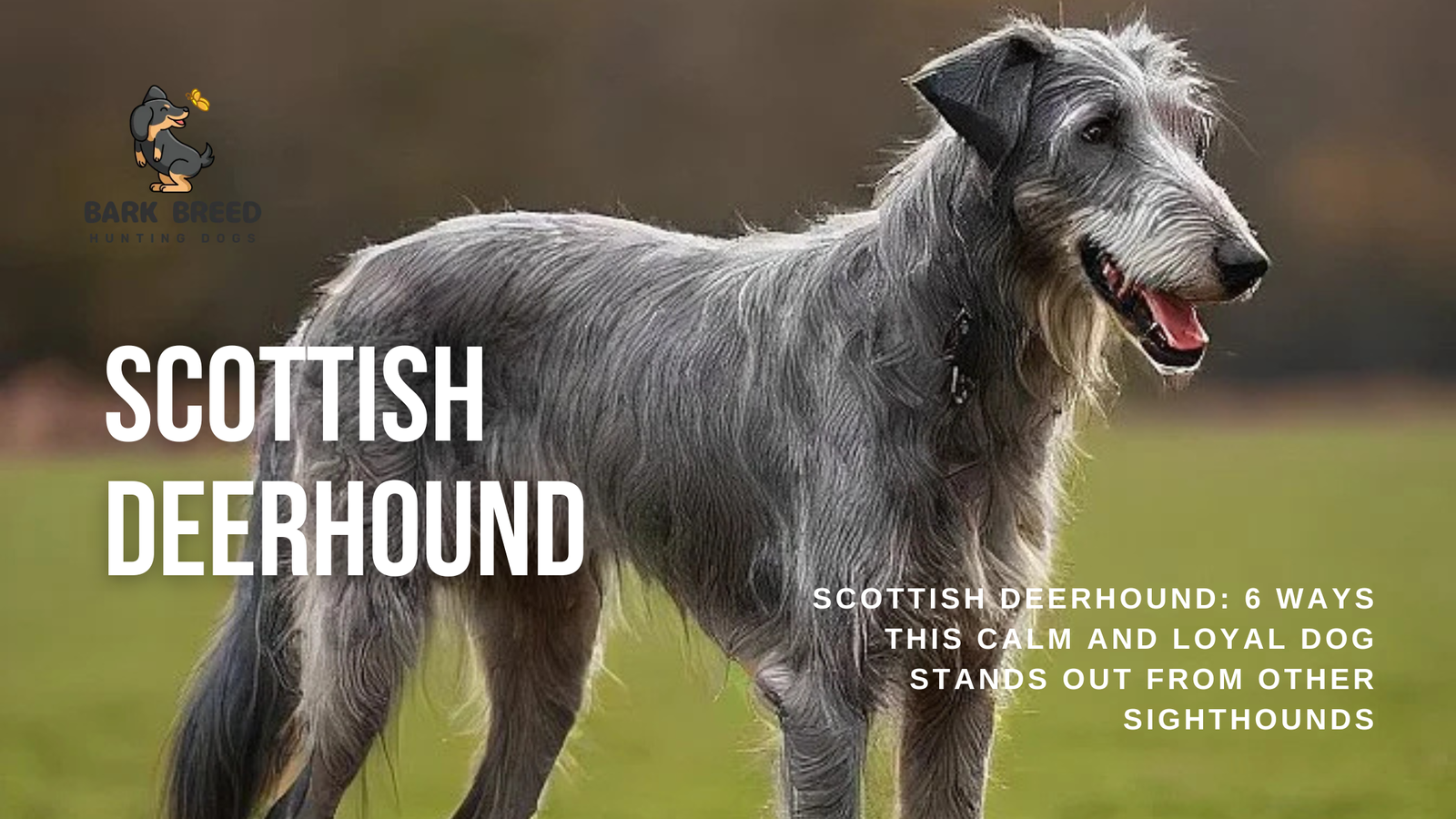 Scottish Deerhound: 6 Ways This Calm and Loyal Dog Stands Out from Other Sighthounds