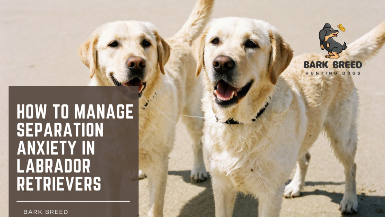 How to Manage Separation Anxiety in Labrador Retrievers