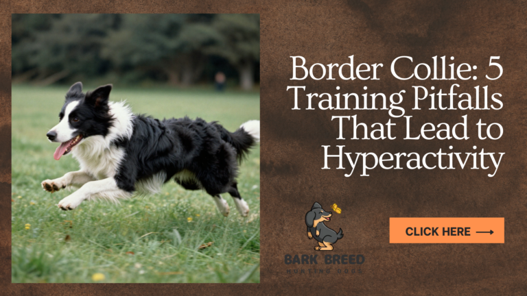 Border Collie: 5 Training Pitfalls That Lead to Hyperactivity