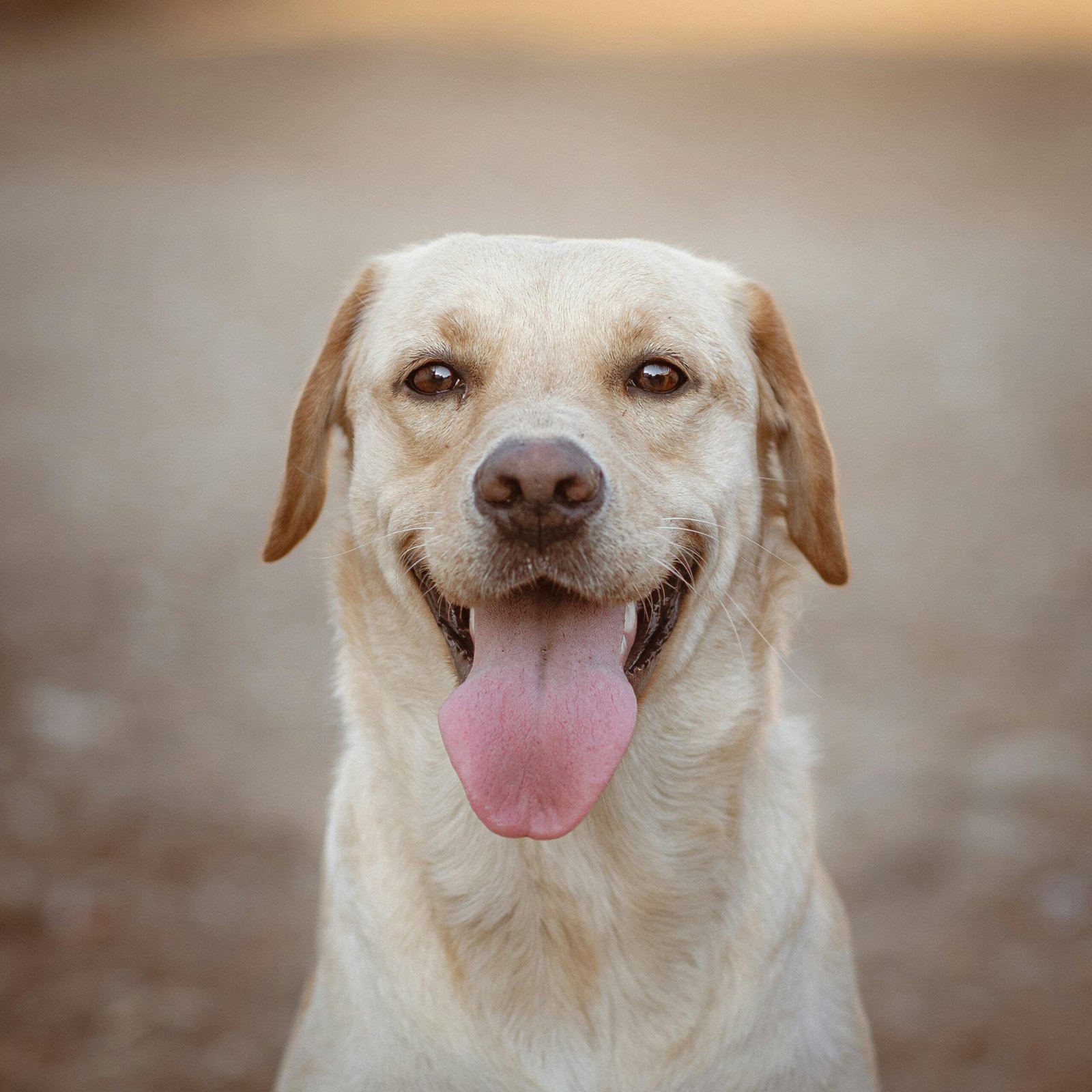 Portrait of a cheerful yellow Labrador Retriever with tongue out, outdoors in Jendouba, Tunisia.
