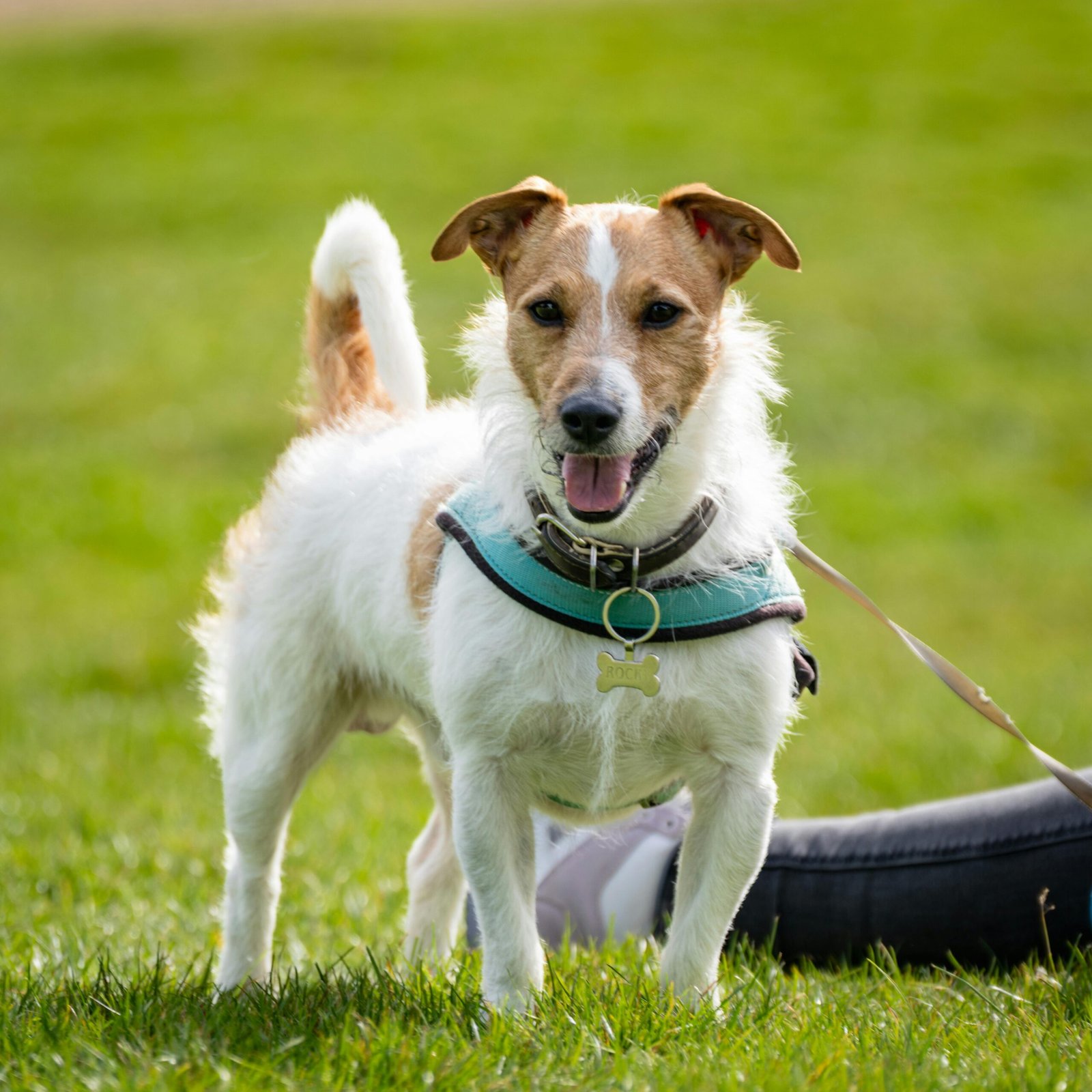 Happy Jack Russell Terrier enjoying outdoor park on a sunny day.