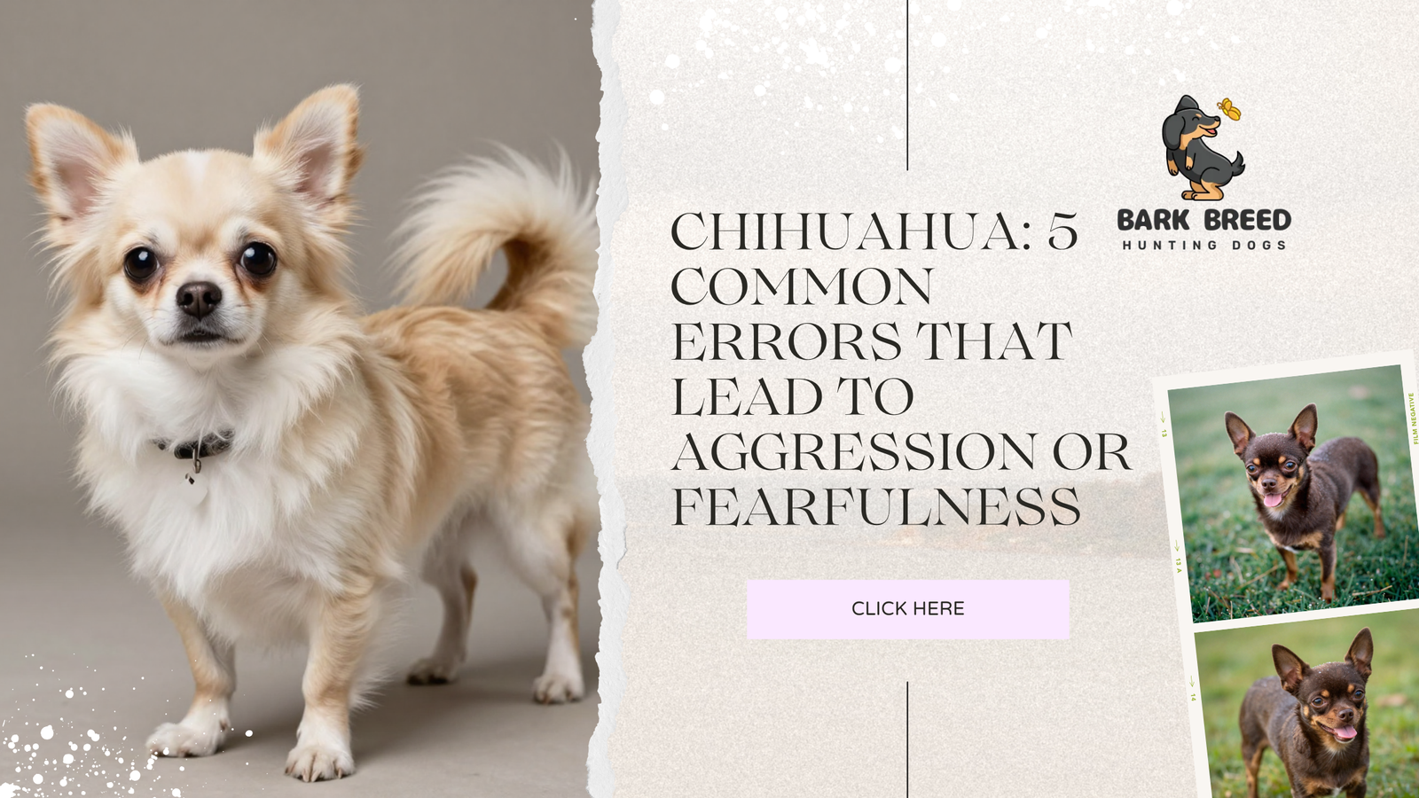 Chihuahua: 5 Common Errors That Lead to Aggression or Fearfulness